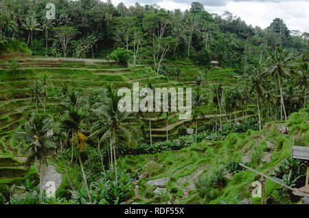 I campi di riso in Ubud/Bali su un nuvoloso/giorno di pioggia Foto Stock