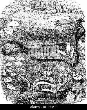 . Case senza mani. : Essendo una descrizione delle abitazioni di animali, classificati secondo il principio di costruzione. Animali. CHIPPING SQTTIRRFX. 31 un umile amico e servo, e viene convertito in un tremore slave o un pericoloso nemico. Coloro che hanno addestrato a lui non hanno identificato se stessi con lui. Così è con lo studio di zoologia; e l'unico metodo per ottenere un vero insight nei motivi di animali e di identi- fying noi con loro, è quello di porre noi stessi, per quanto possibile nella loro condizione e di pensare a come si dovrebbe agire sotto il cir- cumstances, erano i nostri instin Foto Stock