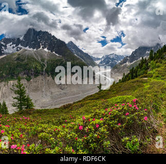 Alpenrosen vor Mer de Glace Gletscher bei Montenvers, Chamonix Foto Stock