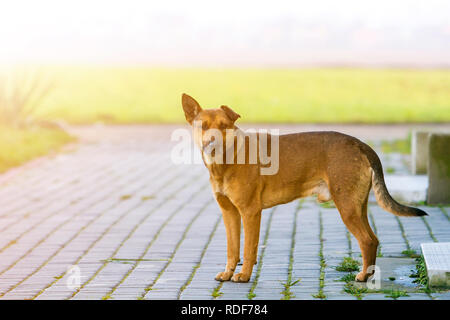 Big cresciuti vecchio smart stray yellow dog cercando nella fotocamera solo in piedi sul vuoto strada asfaltata sulla luminosa e soleggiata e copia sfocata sullo sfondo dello spazio. Foto Stock