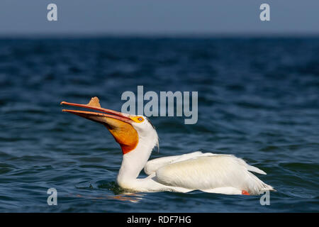 Bianco American pelican(Pelecanus erythrorhynchos) dopo la caccia, ingestione di pesce nel grande lago Michigan Foto Stock