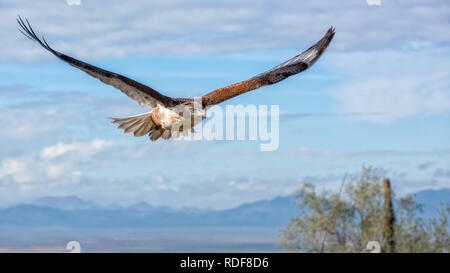 Falco ferruginosa in volo con le montagne e il cielo come sfondo Foto Stock