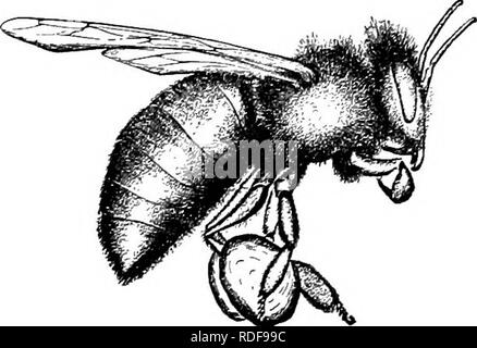 . L'apicoltura; una discussione della vita dell'Honeybee e della produzione di miele. Api; miele. Fig. 64. - Battenti bee, che mostra i movimenti delle gambe nella raccolta del polline. Ingrandita. -Planfa Fig. 63. - La superficie esterna della zampa posteriore sinistra di un lavoratore. Fig. 65. - Battenti bee pacche il polline in cesti di polline. Ingrandita. testa e la regione del collo e prendere anche il polline inumidito dalla bocca-parti (Fig. 64), (2), quelli della seconda coppia rimuovere il polline del torace, specialmente dalla parte ventrale e anche ricevere il polline raccolto dalle gambe anteriori, (3) la terza coppia di gambe Foto Stock