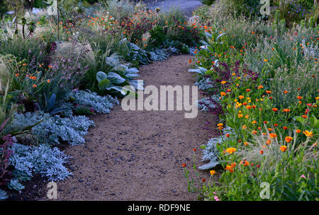 Pre-alba luce,all'alba,sunrise, geum totalmente mandarino,cactus,echinocactus,linaria che ricordano le pesche,salvia amore e auguri,miscelati esotici schema impianto,flusso arancione Foto Stock