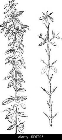 . Alberi e arbusti : un abridgment dell'Arboretum et fruticetum britannicum : contenente la hardy alberi e schrubs della Gran Bretagna, native e straniere, scientificamente e popolarmente descritto : con la loro propagazione, della cultura e degli usi e delle incisioni di quasi tutte le specie. Alberi e arbusti; le foreste e la silvicoltura. XXn. iJHAMNA CE^ : COLLE TIJ. 179 Berrv base mediante il tubo permanente del calice, tricoccous, dehiscent. (Don's Mill.) foglie, quando presente, semplice, opposta, prevedono, boschi di latifoglie ; molto minuto e tutto intero. Fiori ascellari e fascicled o racemose; e, quando le foglie sono assenti, r Foto Stock