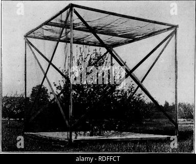 . Le api e la loro relazione con arsenical spray al tempo di fioritura. Le api. Essa è stata oggetto di questo esperimento per determinare con certezza se le api assorbito il veleno nei loro sistemi in questo modo ed in tal caso se tali dosi sono state sufficientemente grande da essere fatale. Il lavoro è stato svolto in collaborazione con il Dipartimento di orticoltura della Purdue University e l'analisi e la fase di avanzamento dei lavori era generalmente sorvegliata dal sig. H. A. Noyes, Ricerca Chimico, poi di quel reparto. Le operazioni nel campo Apple alberi erano in gabbia con uno schermo e un formaggio-panno (vedere Fig. i). Quando gli alberi sono io Foto Stock
