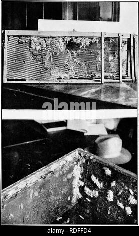 . Le indagini relative al Texas l'apicoltura. Esperimenti in divisione artificiale e swarm-controllo. Api; le api. Piastra V.- -al di sopra, il pettine e la fondazione distrutto dalla cera-worjn; di seguito, caratteristici appaiono- tanza di bozzoli all'interno dell'alveare. (Originale). Si prega di notare che queste immagini vengono estratte dalla pagina sottoposta a scansione di immagini che possono essere state migliorate digitalmente per la leggibilità - Colorazione e aspetto di queste illustrazioni potrebbero non perfettamente assomigliano al lavoro originale. Austin, Texas, Von Boeckmann-Jones Co. Foto Stock