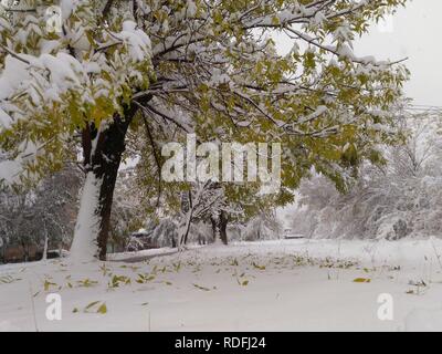 Stagioni misti - neve profonda e giallo di foglie sugli alberi - autunno incredibili e paesaggi invernali Foto Stock