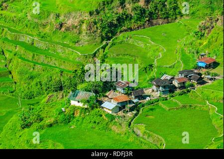 Hapao terrazze di riso, parte del patrimonio mondiale vista Banaue, Luzon, Filippine Foto Stock