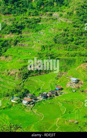Hapao terrazze di riso, parte del patrimonio mondiale vista Banaue, Luzon, Filippine Foto Stock
