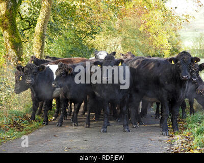 Vapore sorge in autunno sole quanto alla mandria di principalmente nere di carni bovine di blocco di una singola corsia strada rurale in Cumbria, England, Regno Unito Foto Stock