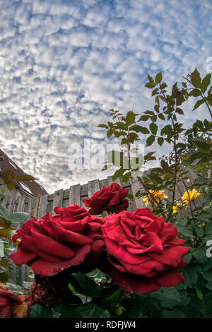 Fioritura di rose rosse con un cielo pieno di pecore altocumulus nuvole Foto Stock