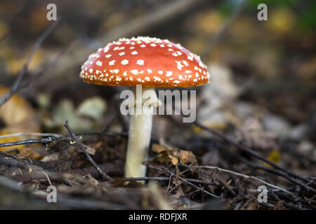 Lone funghicoltura sul suolo della foresta. Amanita muscaria, nome comune è Fly agaric. Foto Stock