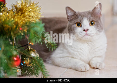 Close up di un gatto sdraiato accanto a un albero di Natale decorato e guardando la fotocamera Foto Stock