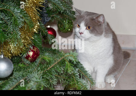 Simpatico gatto grigio guardando le decorazioni su di un albero di Natale Foto Stock