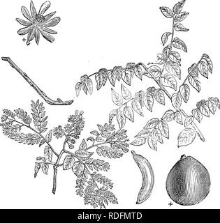 . Alberi e arbusti : un abridgment dell'Arboretum et fruticetum britannicum : contenente la hardy alberi e schrubs della Gran Bretagna, native e straniere, scientificamente e popolarmente descritto : con la loro propagazione, della cultura e degli usi e delle incisioni di quasi tutte le specie. Alberi e arbusti; le foreste e la silvicoltura. £256 ARBORETUM ET FRUTICETUM BRITANNICUM.. 41S&GT; Gynmbcladus canadensis. questo genere è quasi alleati), sono detti essere sano, e leggermente aperient. In Gran Bretagna, il solo utilizzo della struttura ad albero è per scopi ornamentali; e, con- sidered come un oggetto di curiosità e di bellezza, nessuna raccolta Foto Stock