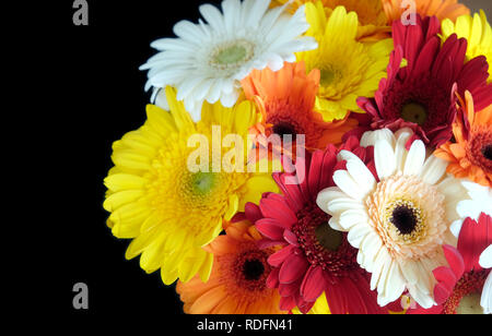 Bellissimo tondo motley bouquet di gerbere multicolore sul lato destro della foto isolato su sfondo nero in vista superiore closeup Foto Stock