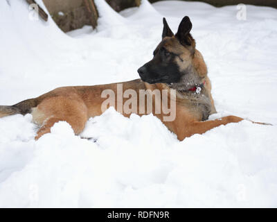 Malinois belga cane pastore giacente nella neve Foto Stock