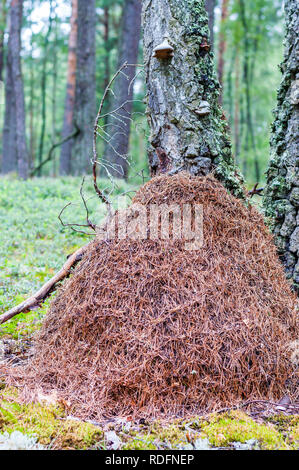 Enorme alta formicaio fatta secca di aghi di pino nel bosco Foto Stock