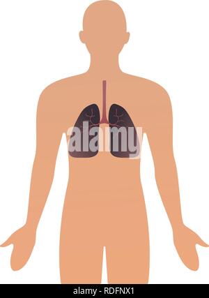 Gli organi umani illustrazione vettoriale. anatomica umana silhouette uomo con organo. polmoni. illustrazione concetto Healthcare. Illustrazione Vettoriale