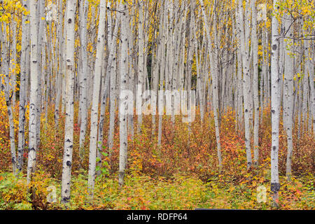 Aspen bosco con autunno rosa selvatica nel sottobosco, Fort Providence, Northwest Territories, Canada Foto Stock