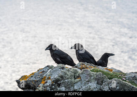 Tre giovani corvi comune / nord del Corvo imperiale Corvus corax appollaiato sulla roccia a picco sul mare top lungo la costa scozzese, REGNO UNITO Foto Stock