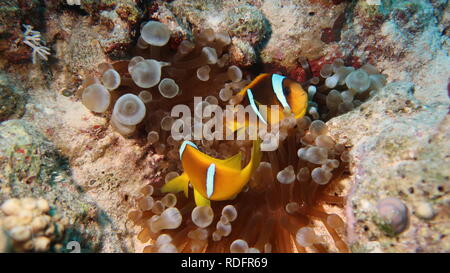 Carino Anemone o pesci pagliaccio nascondendo protetti dalle loro Anemone Foto Stock