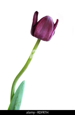 Bud di purple tulip sul gambo lungo con foglia verde isolato su sfondo bianco. Foto verticale closeup Foto Stock