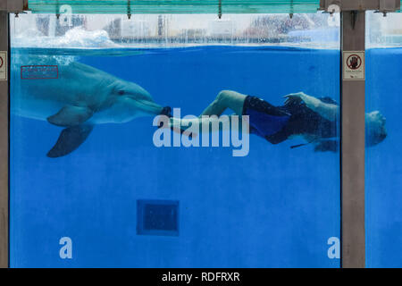 Spettacolo di Delfini in zoo di Lisbona, Portogallo Foto Stock