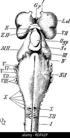 . Elementi di anatomia comparata dei vertebrati. Anatomia di confronto. iin ME Z.E Gp. Si prega di notare che queste immagini vengono estratte dalla pagina sottoposta a scansione di immagini che possono essere state migliorate digitalmente per la leggibilità - Colorazione e aspetto di queste illustrazioni potrebbero non perfettamente assomigliano al lavoro originale. Wiedersheim, Robert, 1848-1923; Parker, William Newton, 1857-1923. Londra, Macmillan Foto Stock