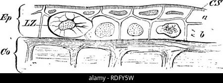 . Elementi di anatomia comparata dei vertebrati. Anatomia di confronto. u anatomia comparata mento di pesci, ma a prescindere da Protopterus (vedere sopra) vi sono un certo numero di eccezioni a questa regola. In maschio Elasmobranchs vi è una grande c/landtda pterygopodii (premistoppa del clasper) alla base di ogni iin pelvico : essa si pone come un tubo-come invagin- zione della pelle, ed è in relazione con la copulatory organi. Il veleno-ghiandole sono trovati tra i Teleostei. In tal modo nel Weever (Trachinus) vi è una serie di veleno-ghiandole giacente su entrambi i lati delle basi delle spine della pinna dorsale e Foto Stock