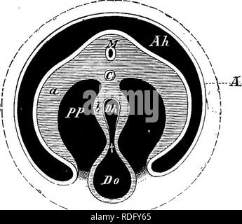 . Elementi di anatomia comparata dei vertebrati. Anatomia di confronto. Vui. 8, A, B, E C-diagrammi che illustrano la formazione op l'amnion, Allantois e Yolk-Sac. A e B e in sezione longitudinale ; C in sezione trasversale. J£, embrione ; Dli, cavità alimentare ; fare, tuorlo-sac ; +, vitello-condotto intestinale; PP, o&LT;^-Lome ; Tutti, cavità amniotica ; AF, piega amniotica ; un, amnion ; Al, allantois ; n, somatopleure : h, splanchnopleure ; M, cordone midollare; C, notochord.. Si prega di notare che queste immagini vengono estratte dalla pagina sottoposta a scansione di immagini che possono essere state migliorate digitalmente per la leggibilità - Foto Stock