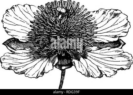 . La storia naturale delle piante. La botanica. CLUSIACEM. 409 antere, dehiscing da due fessure longitudinali e un gynsecium desti- tute di disco. L'ovaio è bilocular, sormontato da uno stile con estremità stigmatiferous dilatato per un grande subpeltate bilobed e testa. Nell'angolo interno di ciascuna delle celle sono due quasi basilar collaterale ovuli ascendente, con micropyle esterno e inferiore. Il frutto è una grande corticate 1-4-spermous berry.^ vi è forse una sola specie^ di Mammea,^ nativo di America tropicale, ma introdotti e coltivato in diversi paesi caldi dell Asia e dell Africa. Foto Stock