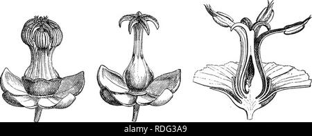 La Storia Naturale Delle Piante La Botanica Fig 367 Fiore Fik
