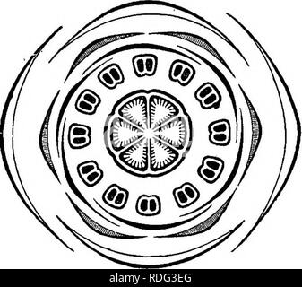 . La storia naturale delle piante. La botanica. MELA STOMA OEM. 25 Blalcea gmanensia.. Kg. 39. Schema. cinque o sei valvate o divisioni embricato, e come molti petali alternativo contorte in bud. Il stami, il doppio di petali in numero e disposti in due verticils, hanno libero filamenti, piuttosto spesse, o più snella in specie formanti il genere Topohea} In quest'ultimo le antere sono più allungate e più stretti, mentre in Blakea corretto sono più corti e più ampia, dolabriform, con cellule lineare, corrispondente all'interno mar- gin del connettivo, ma rivolta verso l'esterno quando l'antera è in- Foto Stock