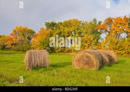 Rotoli di fieno in autunno, Indian Head, Saskatchewan, Canada Foto Stock