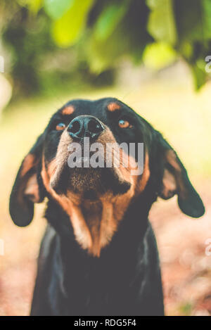 Bellissima Rottweiler razza cane Foto Stock