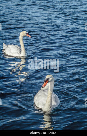 Due eleganti white cigni sono in parte riflessa nella luminosa blu acqua come nuotano verso la telecamera, facendo piccole onde che si muovono (estate). Foto Stock