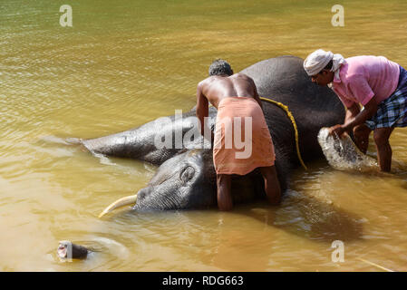 Il lavaggio degli elefanti a Kottoor Kappukadu Elephant centro di riabilitazione, Kerala, India Foto Stock