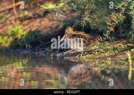 Il Wilson's beccaccino Gallinago delicata Gilbert, Maricopa County, Arizona, Uinted membri 9 dicembre 2018 Scolopacidae adulti Foto Stock