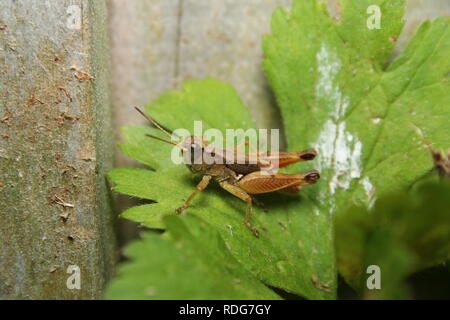 Red-gambe Grasshopper 'Melanoplus femurrubrum' Foto Stock