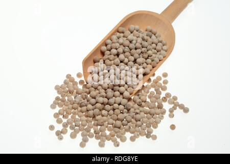 Pepe bianco, pelati pepe (Piper nigrum), spice Foto Stock