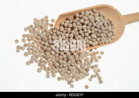 Pepe bianco, pelati pepe (Piper nigrum), spice Foto Stock