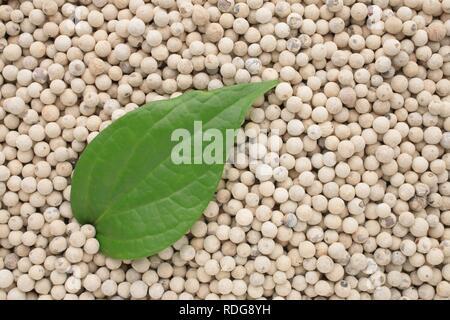 Pepe foglia sul pelato pepe bianco (Piper nigrum), spice Foto Stock