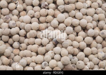 Sbucciate pepe bianco (Piper nigrum), spice Foto Stock