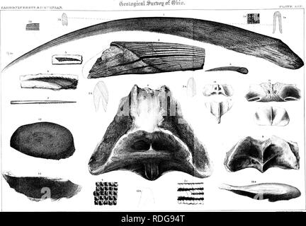 . Relazione del Servizio geologico di Ohio. Geologia e Paleontologia; miniere e delle risorse minerali; Zoologia; Paleobotanica; Botanica. ^UAimB'BT^nilFiEIRaDirTS ^JKIFI^^ISlRTL^vB:, Vl[x^VT h^ (..[X.. J.S.Newterry del Strobrid^e a-CoXith.Cincuiuati. Si prega di notare che queste immagini vengono estratte dalla pagina sottoposta a scansione di immagini che possono essere state migliorate digitalmente per la leggibilità - Colorazione e aspetto di queste illustrazioni potrebbero non perfettamente assomigliano al lavoro originale. Servizio Geologico di Ohio. Columbus, Nevins &AMP; Myers, lo stato delle stampanti Foto Stock