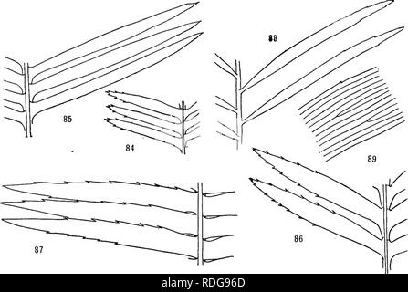 . Morfologia di gimnosperme. Gimnosperme; morfologia vegetale. n. morfologia di gimnosperme di volantini di plantula vengono cospicuamente spinulose, come l'adulto di volantini di D. spinulosum, ma in impianti più vecchi i margini sono per- fectly liscia, la condizione spinulose della piantina di D. edule essendo un carattere giovanile indicando una filiazione con foglie spinulose (figg. 84-87). La venatura è vari; ad esempio, i foglietti di cicadee dispone soltanto di un controfiletto senza rami; quelli del. Figg. 84-89.-pinnule di cicadee: fig. 84, parte di foglia del germoglio della Dioon edule; fig. 85, parte di adulto lea Foto Stock