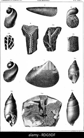 . Relazione del Servizio geologico di Ohio. Geologia e Paleontologia; miniere e delle risorse minerali; Zoologia; Paleobotanica; Botanica. Â nAiSnni^l'WElR&amp;lJm, ( Misure di carbone.! ']L.:s:5. VI II iMliir.. ,L.'l. Si prega di notare che queste immagini vengono estratte dalla pagina sottoposta a scansione di immagini che possono essere state migliorate digitalmente per la leggibilità - Colorazione e aspetto di queste illustrazioni potrebbero non perfettamente assomigliano al lavoro originale. Servizio Geologico di Ohio. Columbus, Nevins &AMP; Myers, lo stato delle stampanti Foto Stock