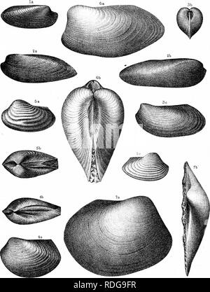 . Relazione del Servizio geologico di Ohio. Geologia e Paleontologia; miniere e delle risorse minerali; Zoologia; Paleobotanica; Botanica. J.c. M-",.orireli,dei. Tli^^ SinrdanStSoTi.litii.PliiUL. Si prega di notare che queste immagini vengono estratte dalla pagina sottoposta a scansione di immagini che possono essere state migliorate digitalmente per la leggibilità - Colorazione e aspetto di queste illustrazioni potrebbero non perfettamente assomigliano al lavoro originale. Servizio Geologico di Ohio. Columbus, Nevins &AMP; Myers, lo stato delle stampanti Foto Stock