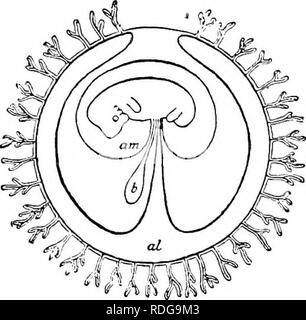 . Elementi di anatomia comparata dei vertebrati. Anatomia di confronto. 338 Anatomia comparata inoltre trattenuto nel Monotremes, e persino in i marsupiali gli ovuli sono relativamente grande in confronto con quelle del maggiore dei mammiferi. Come la quantità di tuorlo divenne gradualmente ridotta in corso di sviluppo filogenetico, strette relazioni sono stati istituiti tra fetale (allantoic) e nel sangue materno-navi, il allantois diventando strettamente applicata all'serosa per formare un corion (Fig. 271); ma che questa condizione era solo molto lentamente si è sviluppato è rappresentato dal fatto che, anche al giorno d'oggi, Foto Stock